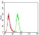 JAK2 Primary Antibody MP30747 [M5C12C9]