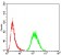 MDM2 Primary Antibody MP30749 [M5A10A9]