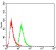 MDM2 Primary Antibody MP30750 [M6B12D2]