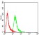 EZH2 Primary Antibody MP30752 [M6G4F4]
