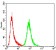 ANXA5 Primary Antibody MP30753 [M3B9F3]