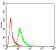 VAV2 Primary Antibody MP30757 [M3F5D3]