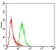 WTAP Primary Antibody MP30758 [M6B6B8]