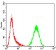 CASP3 Primary Antibody MP30759 [M3D4D7]