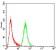 P2RY13 Primary Antibody MP30760 [M6G12E10]