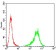 TUBB1 Primary Antibody MP30762 [M2A1A9]