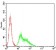 KCND2 Primary Antibody MP30764 [M5B11B9]