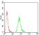 KBTBD8 Primary Antibody MP30768 [M7G8A6]