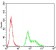 TFAP2A Primary Antibody MP30770 [M1A10C5]