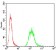 EZR Primary Antibody MP30771 [M6F1C3]