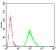 LDLR Primary Antibody MP30772 [M7H5B11]