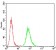 ATG5 Primary Antibody MP30775 [M8E8G6]