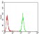 EMD Primary Antibody MP30789 [M8F5A8]