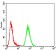 TFAP2A Primary Antibody MP30791 [M7D2B5]