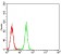 TFAP2A Primary Antibody MP30791 [M7D2B5]