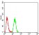 CALB2 Primary Antibody MP30793 [M1F5H1]