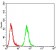 ANXA5 Primary Antibody MP30796 [M3B9B7]