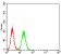 ANXA5 Primary Antibody MP30796 [M3B9B7]