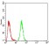 NFKBIA Primary Antibody MP30797 [M4D4C4]
