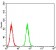 P2RY13 Primary Antibody MP30800  [M3E8C12]