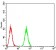 CBX1 Primary Antibody MP30802 [M4D7B8]