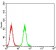 PLCG2 Primary Antibody MP30804 [M2D9E8]
