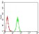 PDPK1 Primary Antibody MP30805 [M7E4G11]