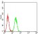 PDPK1 Primary Antibody MP30806 [M3H3D9]