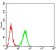 TERT Primary Antibody MP30808 [M3H2C12]