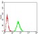 TERT Primary Antibody MP30809 [M3H2G9]