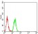 NOX4 Primary Antibody MP30812 [M3H2C4]