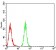 BMP2 Primary Antibody MP30813 [M9E10D6]