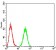BMP2 Primary Antibody MP30813 [M9E10D6]