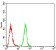 BMP2 Primary Antibody MP30814 [M9E10G12]