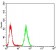 CBX4 Primary Antibody MP30815 [M6C5G3]