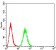 THAP1 Primary Antibody MP30820 [M2F1B4]