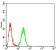 Neuropilin-1 Primary Antibody MP30824 [M5B1E11]