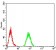 RAB11FIP1 Primary Antibody MP30825 [M1A12B9D8]
