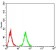 RAB11FIP1 Primary Antibody MP30826 [M3A12H9D2]