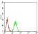 ERCC1 Primary Antibody MP30827 [M1A5A2]