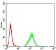 HDAC2 Primary Antibody MP30829 [M4D8C3]