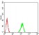 TARDBP Primary Antibody MP30830 [M7F9A6]
