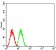 GLI1 Primary Antibody MP30831 [M1B9F8]