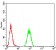 RAD18 Primary Antibody MP30832 [M2G8C10]