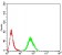 RALA Primary Antibody MP30833 [M4G8B11]