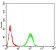 RALA Primary Antibody MP30834 [M4G8C7]
