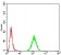 Rab13 Primary Antibody MP30835 [M8E8E2]
