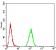 MGMT Primary Antibody MP30837 [M1A11F8]