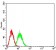 TTR Primary Antibody MP30840 [M6F11B2]