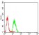 PROM1 Primary Antibody MP30841 [M2F8C5]